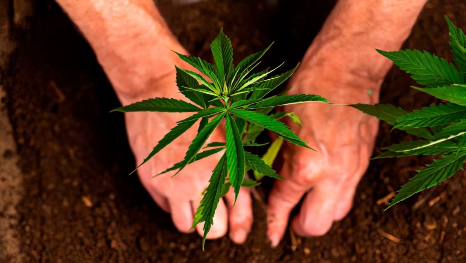 Organic Cannabis Cultivation